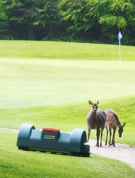 A deer looking at the Belrobotics autonomous mower in Beaufort Golf Club, Kerry